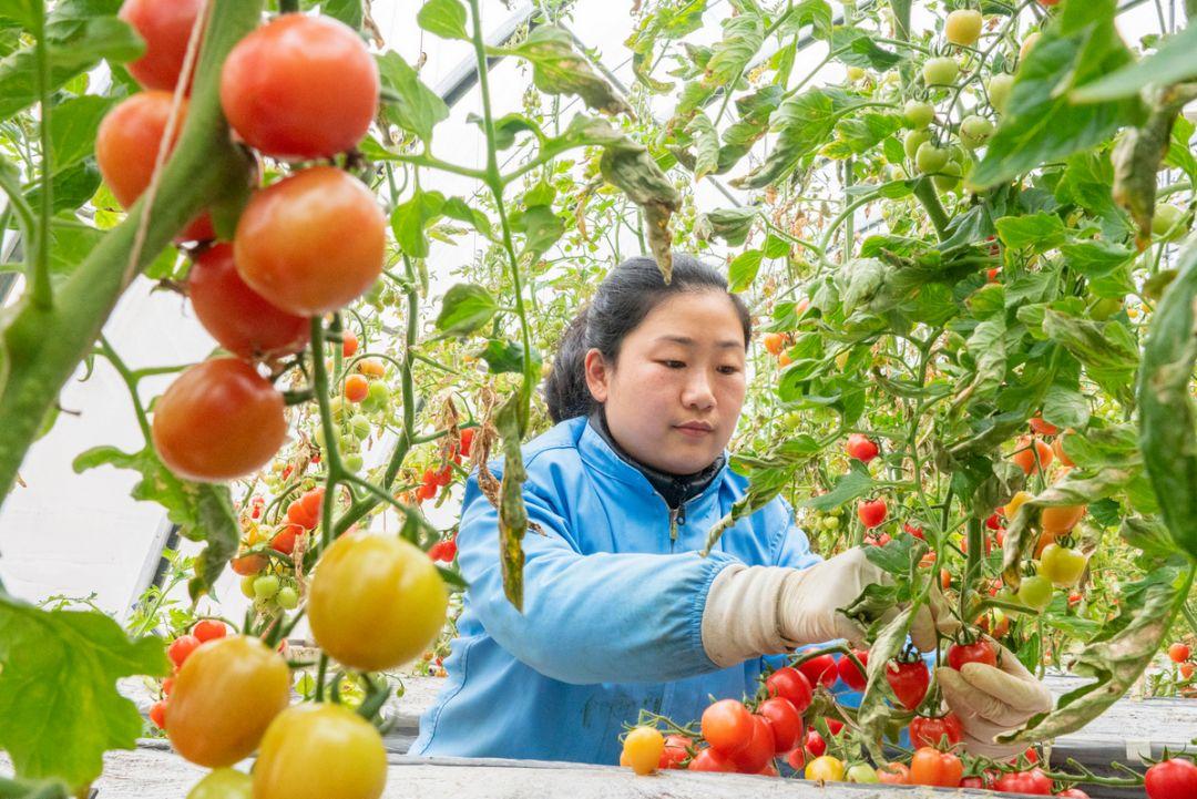 河北石家庄疫情最新动态分析