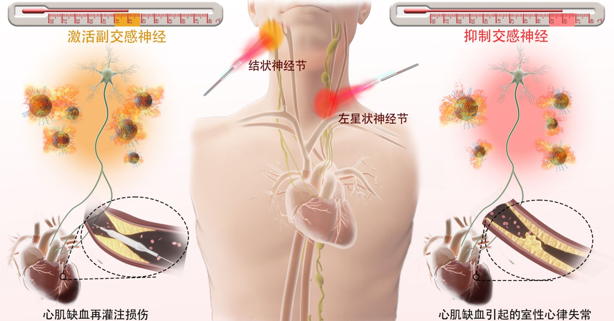 毛囊研究的最新进展，未来治疗与美容的新方向