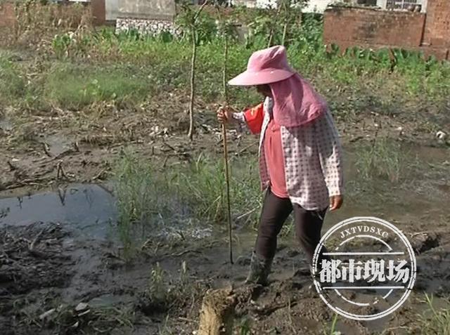 江西棉船镇最新水位报告