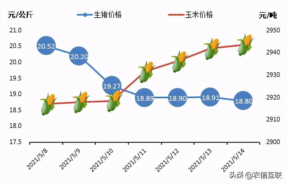 贵州地区生猪今日价格最新动态